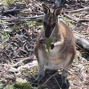Notamacropus rufogriseus (Red-necked Wallaby) at Jindabyne, NSW - 30 Nov 2025 by JaneR