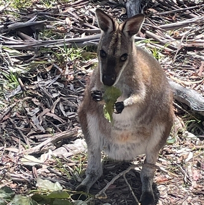 Notamacropus rufogriseus (Red-necked Wallaby) at Jindabyne, NSW - 30 Nov 2025 by JaneR