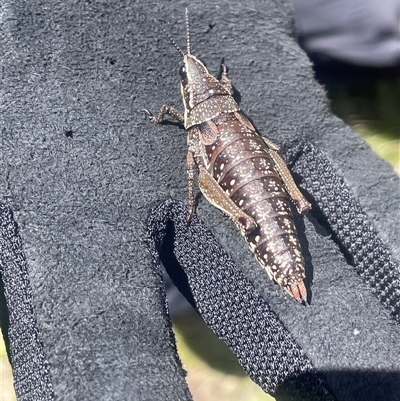 Monistria concinna (Southern Pyrgomorph) at Wilsons Valley, NSW - 30 Nov 2025 by JaneR