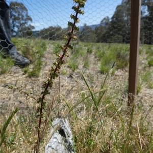 Acaena x ovina at Ballyroe, NSW - 12 Nov 2018 by TwoRivers