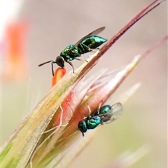 Chalcididae (family) at Aranda, ACT - 21 Nov 2025 by CathB