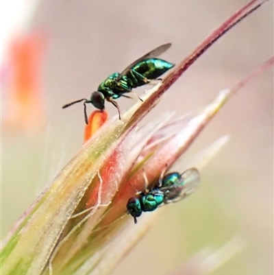 Chalcididae (family) at Aranda, ACT - 21 Nov 2025 by CathB