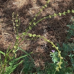 Rumex brownii (Slender Dock) at Yarralumla, ACT - 30 Nov 2025 by Jennybach