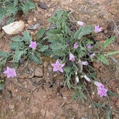 Unverified Other Wildflower or Herb at Ballyroe, NSW - 11 Oct 2020 by TwoRivers