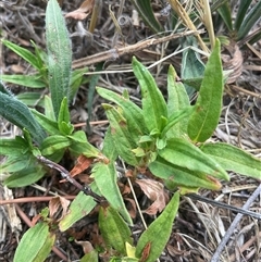 Persicaria prostrata (Creeping Knotweed) at Yarralumla, ACT - 30 Nov 2025 by Jennybach
