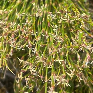 Empodisma minus (Spreading Rope-rush) at Wilsons Valley, NSW - Yesterday by JaneR