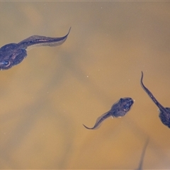 Unverified Frog at Rendezvous Creek, ACT - 25 Oct 2025 by ChrisSutevski