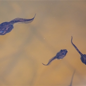 Unverified Frog at Rendezvous Creek, ACT - 25 Oct 2025 by ChrisSutevski