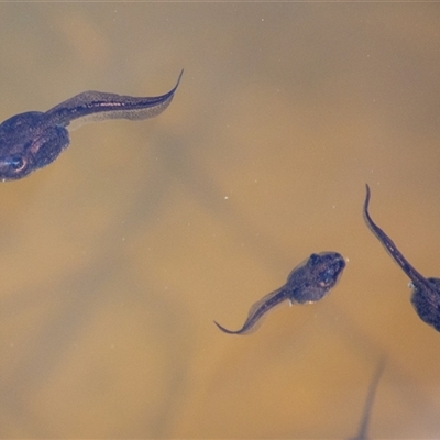 Unverified Frog at Rendezvous Creek, ACT - 25 Oct 2025 by ChrisSutevski