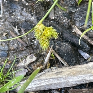 Carex inversa (Knob Sedge) at Wilsons Valley, NSW - 29 Nov 2025 by JaneR