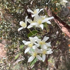 Clematis aristata at Wilsons Valley, NSW - 29 Nov 2025 by JaneR