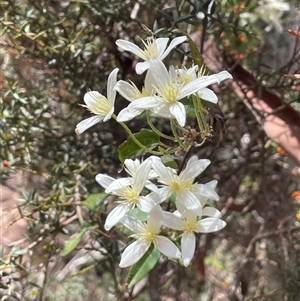 Clematis aristata at Wilsons Valley, NSW - 29 Nov 2025 by JaneR