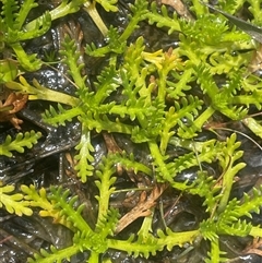 Cotula alpina at Wilsons Valley, NSW - 30 Nov 2025 by JaneR