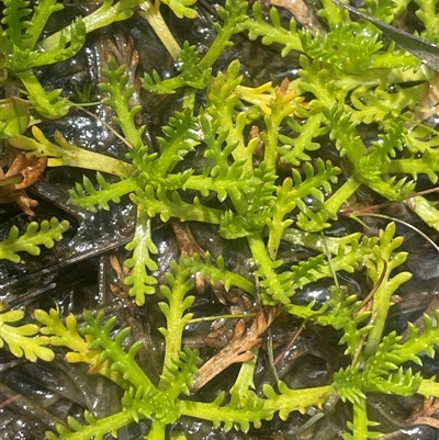 Cotula alpina at Wilsons Valley, NSW - 30 Nov 2025 by JaneR