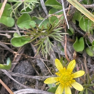 Ranunculus inundatus (River Buttercup) at Wilsons Valley, NSW - Yesterday by JaneR