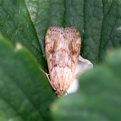 Achyra affinitalis (Cotton Web Spinner, Pyraustinae) by ChrisSutevski
