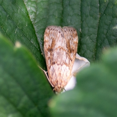 Achyra affinitalis (Cotton Web Spinner, Pyraustinae) at  - suppressed by ChrisSutevski