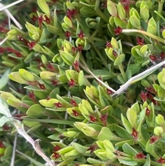 Unverified Other Shrub at Wilsons Valley, NSW - 30 Nov 2025 by JaneR