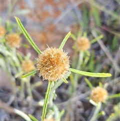 Euchiton sphaericus at Hawker, ACT - 30 Nov 2025 by sangio7