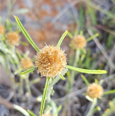 Euchiton sphaericus at Hawker, ACT - 30 Nov 2025 by sangio7