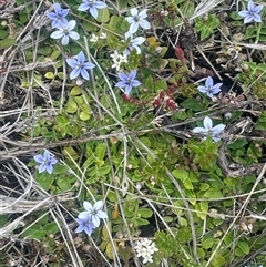Lobelia pedunculata at Wilsons Valley, NSW - 30 Nov 2025 by JaneR