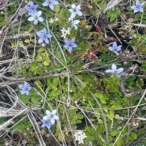 Lobelia pedunculata at Wilsons Valley, NSW - Yesterday by JaneR