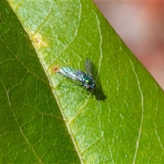 Parentia (genus) by ChrisSutevski