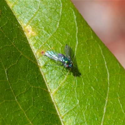 Parentia (genus) at  - suppressed by ChrisSutevski