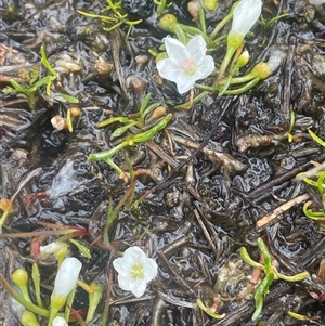 Montia australasica (White Purslane) at Wilsons Valley, NSW - Yesterday by JaneR