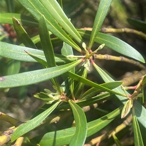 Tasmannia xerophila subsp. xerophila at Wilsons Valley, NSW - Yesterday by JaneR