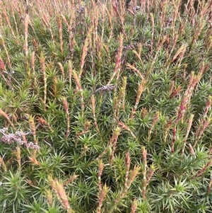 Dracophyllum continentis at Wilsons Valley, NSW - Yesterday by JaneR