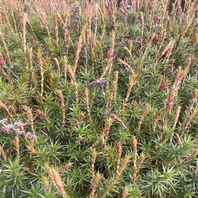 Dracophyllum continentis at Wilsons Valley, NSW - 30 Nov 2025 by JaneR
