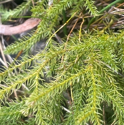 Austrolycopodium fastigiatum at Wilsons Valley, NSW - 30 Nov 2025 by JaneR