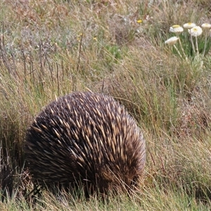 Tachyglossus aculeatus (Short-beaked Echidna) at Dry Plain, NSW - 16 Nov 2025 by AndyRoo