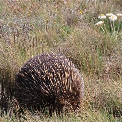Tachyglossus aculeatus (Short-beaked Echidna) at Dry Plain, NSW - 16 Nov 2025 by AndyRoo