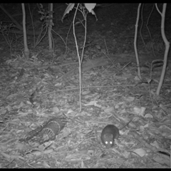 Unverified Rodent at Jamberoo, NSW - 25 Oct 2025 by nancyp
