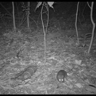 Unverified Rodent at Jamberoo, NSW - 25 Oct 2025 by nancyp
