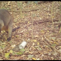Wallabia bicolor (Swamp Wallaby) at Jamberoo, NSW - 18 Oct 2025 by nancyp