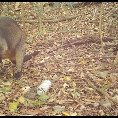 Wallabia bicolor (Swamp Wallaby) at Jamberoo, NSW - 18 Oct 2025 by nancyp