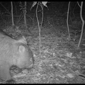 Vombatus ursinus (Bare-nosed Wombat, Common wombat) at Jamberoo, NSW - 18 Oct 2025 by nancyp