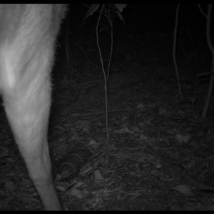 Cervidae (family) (Deer (unknown species)) at Jamberoo, NSW - 4 Nov 2025 by nancyp