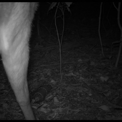 Cervidae (family) (Deer (unknown species)) at Jamberoo, NSW - 4 Nov 2025 by nancyp