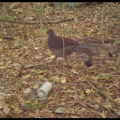 Menura novaehollandiae (Superb Lyrebird) at Jamberoo, NSW - 24 Oct 2025 by nancyp