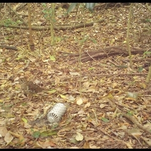 Zoothera lunulata at Jamberoo, NSW - 25 Oct 2025 by nancyp