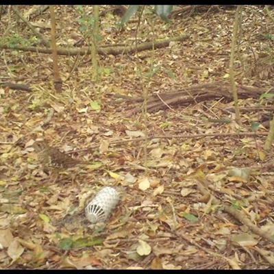 Zoothera lunulata at Jamberoo, NSW - 25 Oct 2025 by nancyp