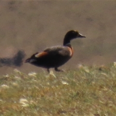 Tadorna tadornoides (Australian Shelduck) at Dry Plain, NSW - 16 Nov 2025 by AndyRoo