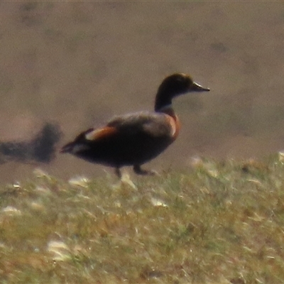 Tadorna tadornoides (Australian Shelduck) at Dry Plain, NSW - 16 Nov 2025 by AndyRoo