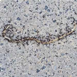 Iridomyrmex purpureus at Isaacs, ACT - Today by Mike