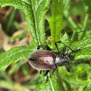 Homotrysis sp. (genus) (Darkling beetle) at Isaacs, ACT - Today by Mike