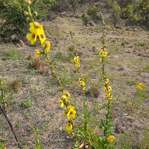 Verbascum virgatum at Isaacs, ACT - Today by Mike